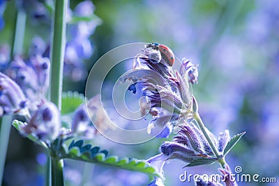 Lady beetle in field of mint flowers Stock Photo