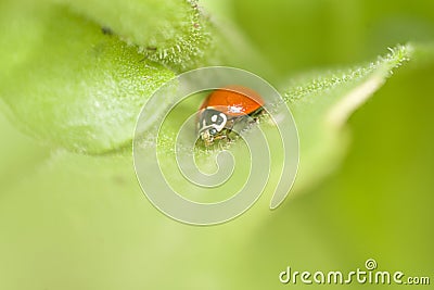 Ladybug , ladybird , on a green leaf , in the garden Stock Photo