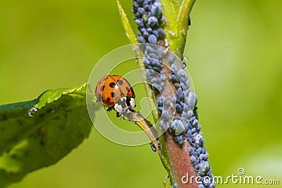 Ladybug or ladybird insect feeding on Aphid Stock Photo