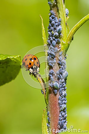 Ladybug or ladybird insect feeding on Aphid Stock Photo