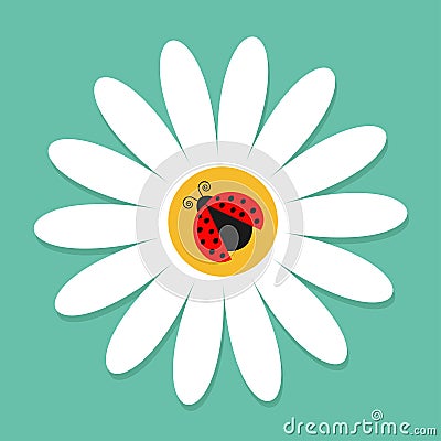 Ladybug Ladybird insect on white daisy chamomile. Camomile icon. Cute growing flower plant collection. Love card. Cartoon characte Vector Illustration