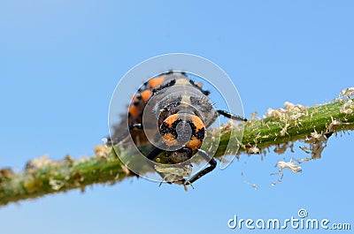 Ladybug larva eating aphid Stock Photo