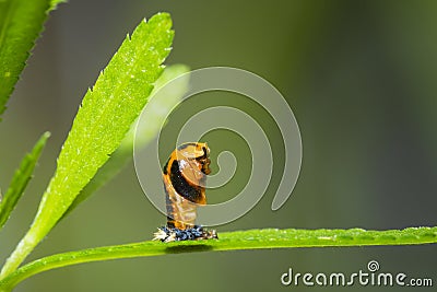 Ladybug larva insect closeup Stock Photo