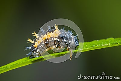 Ladybug larva insect closeup Stock Photo