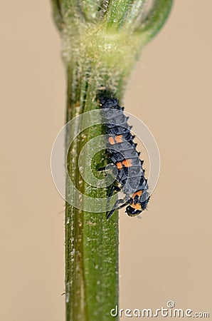 Ladybug larva on stem Stock Photo