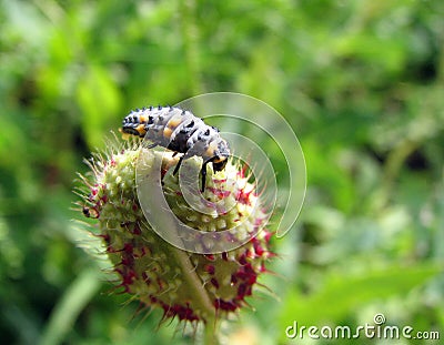 Ladybug larvae Stock Photo