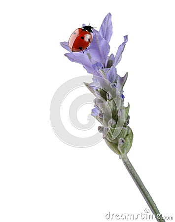 Ladybug on lavender Stock Photo