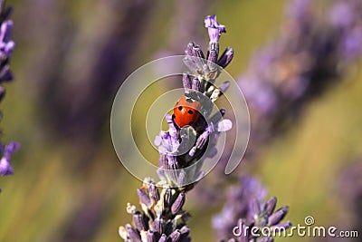 Ladybug in lavender fields macro Stock Photo