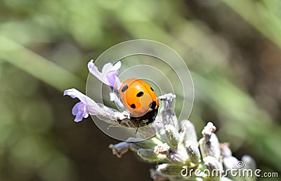 Ladybug on lavender flower Stock Photo
