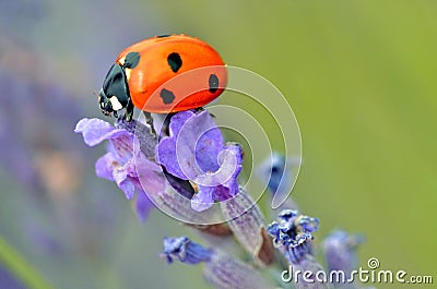 Ladybug on lavender flower Stock Photo