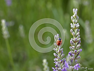 Ladybug on lavender. Stock Photo