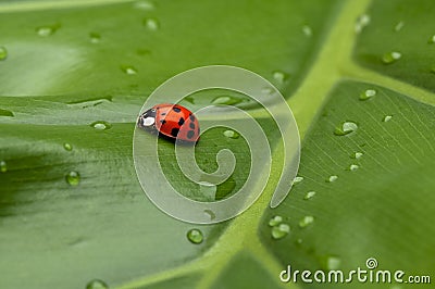 Ladybug on Leaf Stock Photo