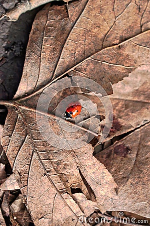 Ladybug on a Leaf Stock Photo