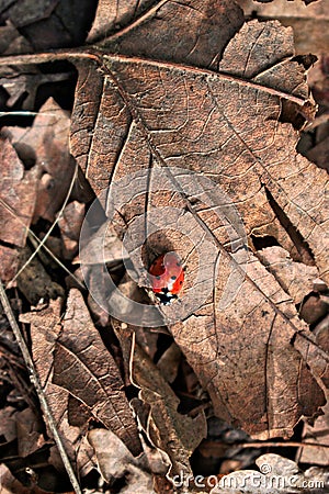 Ladybug on a Leaf Stock Photo