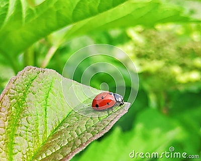 Ladybug on a leaf of viburnum Stock Photo