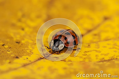 Ladybug on leaf Stock Photo