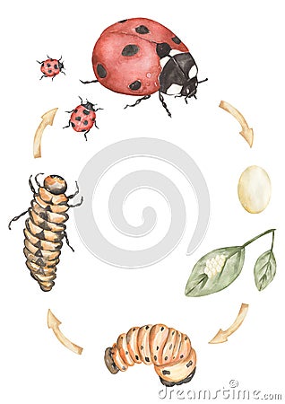 Ladybug Life Cycle Clipart, Watercolor insect Life Cycle Poster, beetle elements, life stages homeschool card, Learning game, Kids Cartoon Illustration