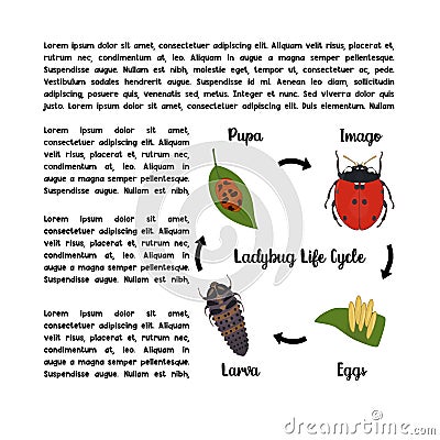 Ladybug lifecycle vector concept illustration with text Cartoon Illustration
