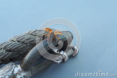 Ladybug on metal background. Insect ready to fly away. Symbol against violence. Stock Photo