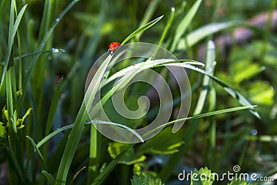 Ladybug in morning forest Stock Photo