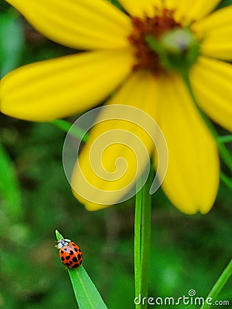 Ladybug nature insect art abstract bug flower Stock Photo