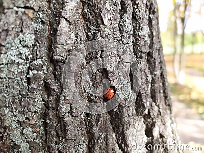 Ladybug. Nature. Stock Photo