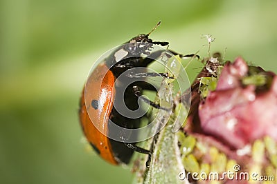 Ladybug picking up an aphid Stock Photo