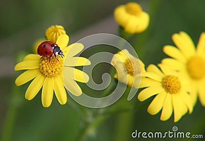 Ladybug playground Stock Photo