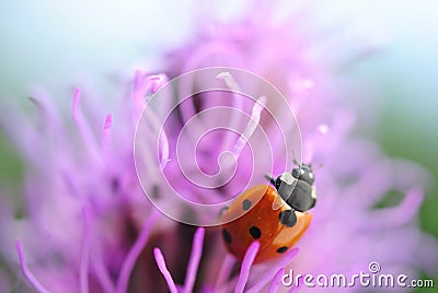 Ladybug on the purple flower Stock Photo