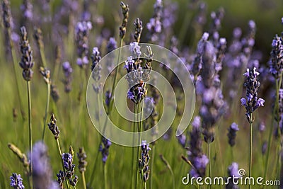 Ladybug on a purple flower at the lavender field Stock Photo