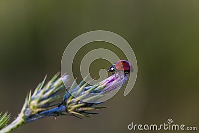 Ladybug on purple flower Stock Photo