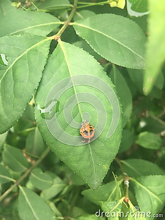 Ladybug on a rainy day Stock Photo