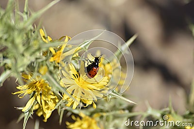 Ladybug on a flower sipping pollen Stock Photo