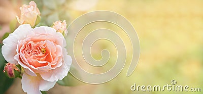 Ladybug on rose bouton, spring banner with free space for text, soft focus flower background Stock Photo