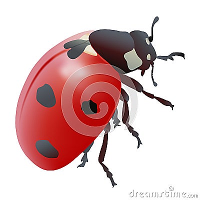 Ladybug or Seven-spot Ladybird Vector Illustration