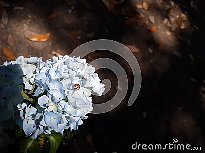 Ladybug shot 7 & x22;Poses as if in perfect acknowledgement lookinh right toward me& x22; Stock Photo