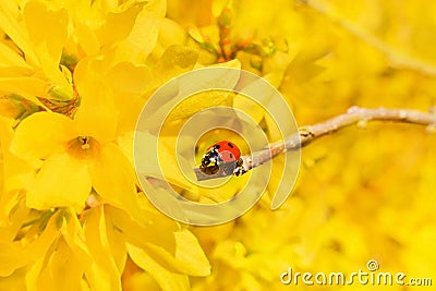 Ladybug sits on a branch of forsythia shrub. Find your way in 2021, way to success, don`t give up concept. Stock Photo