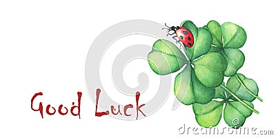 Ladybug sitting on a green four leaf clover. Good Luck. Stock Photo