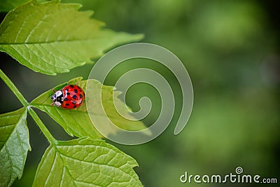 Ladybug sitting on a leaf Stock Photo
