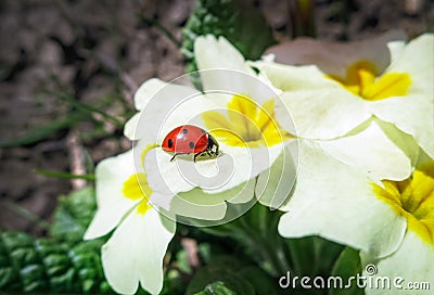 Ladybug sitting on white flowers of forest Common Primrose Primula acaulis or primula vulgaris Stock Photo