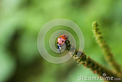 Ladybug on stem Stock Photo