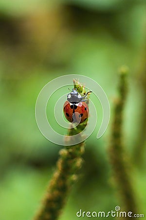 Ladybug on stem Stock Photo