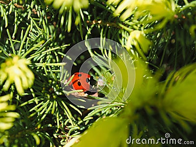 Ladybug in a sugarloaf spruce, macro shot on a sunny spring day Stock Photo