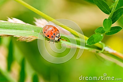 Ladybug summer Stock Photo