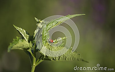 Ladybug on a summer Stock Photo