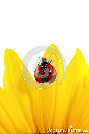 Ladybug on sunflower Stock Photo