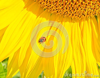 Ladybug on sunflower Stock Photo