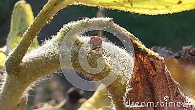 Ladybug on a sunflower. Stock Photo