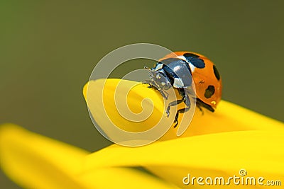 Ladybug on Sunflower Stock Photo