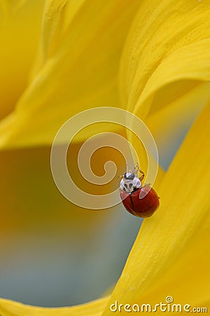 Ladybug on sunflower petal Stock Photo